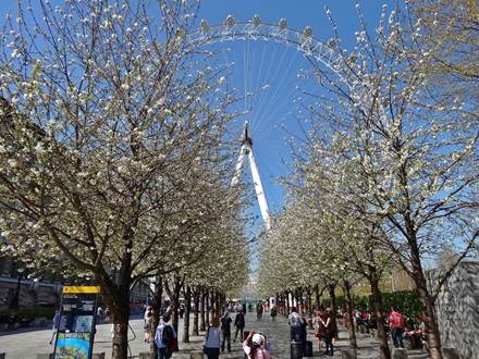 Tree Avenue at Entrance Area