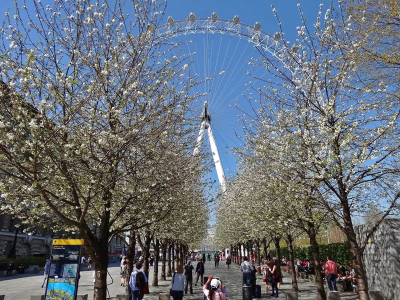 I spy with my London Eye, London - Times of India Travel