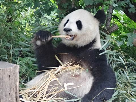 Panda Eating Bamboo