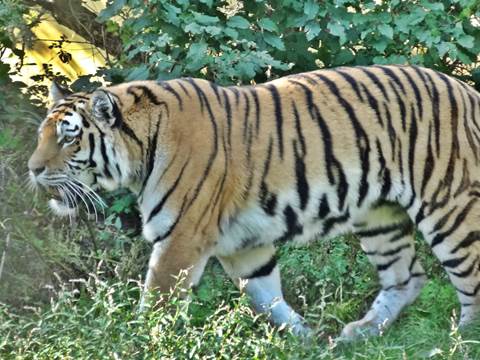Tiger at the Zoo Schönbrunn